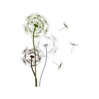 Dandelions Flowers Dandelions Flowers