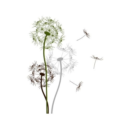 Dandelions Flowers Dandelions Flowers