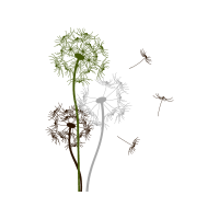 Dandelions Flowers Dandelions Flowers