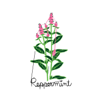 Digitalis Flowers