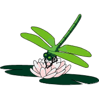 Dragonfly Flowers Dragonfly Flowers