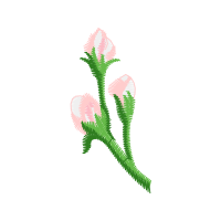 Drawing Flowers