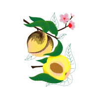 Drawing Flowers Drawing Flowers