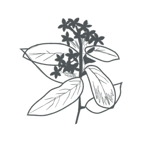 Drawing Flowers Drawing Flowers