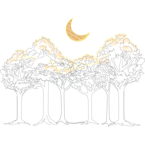 Drawing Flowers Drawing Flowers