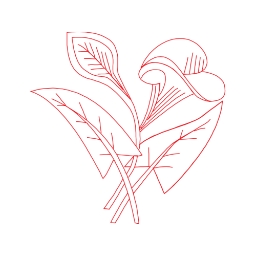 Drawing Flowers Drawing Flowers