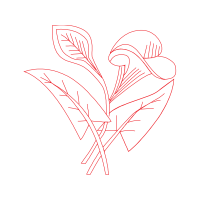 Drawing Flowers Drawing Flowers