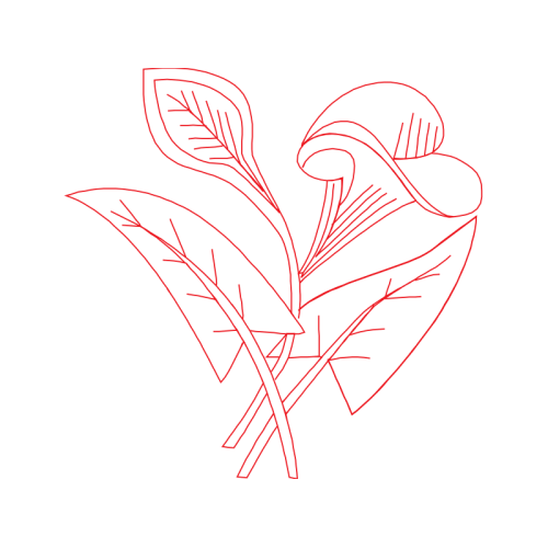 Drawing Flowers Drawing Flowers