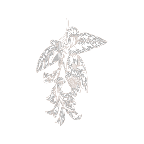 Drawing Flowers Drawing Flowers