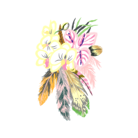 Epidendrum Flowers Epidendrum Flowers