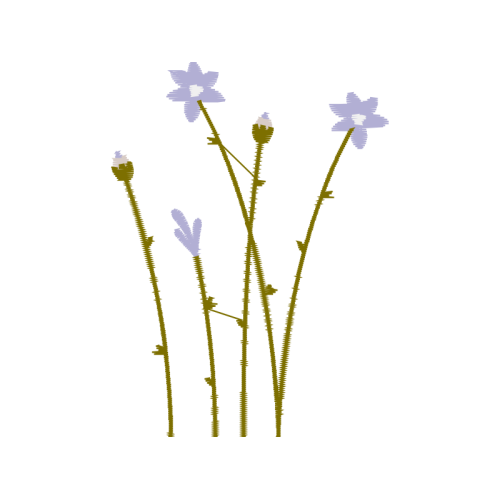 Fernleaf Lavender Flowers Fernleaf Lavender Flowers