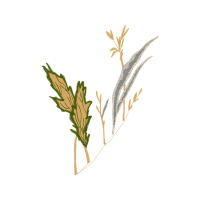 Fiber Crop Flowers Fiber Crop Flowers