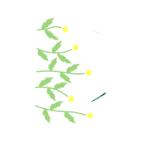 Flower Flowers Flower Flowers