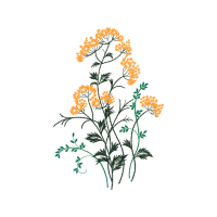 Flower Flowers Flower Flowers