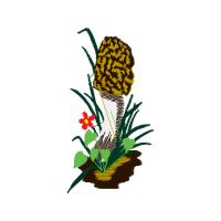 Flower Flowers Flower Flowers