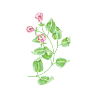 Flower Flowers Flower Flowers