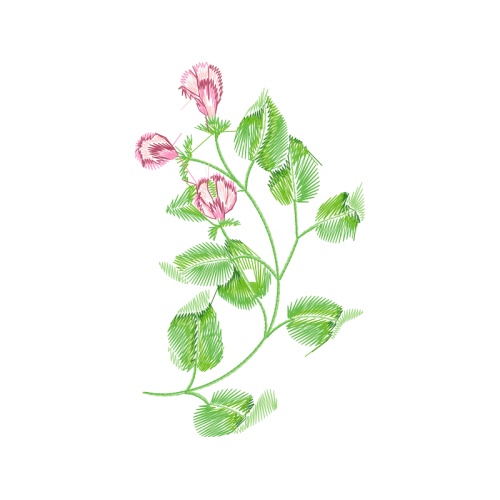 Flower Flowers Flower Flowers