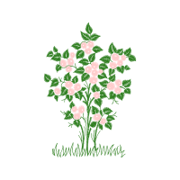 Flower Flowers Flower Flowers