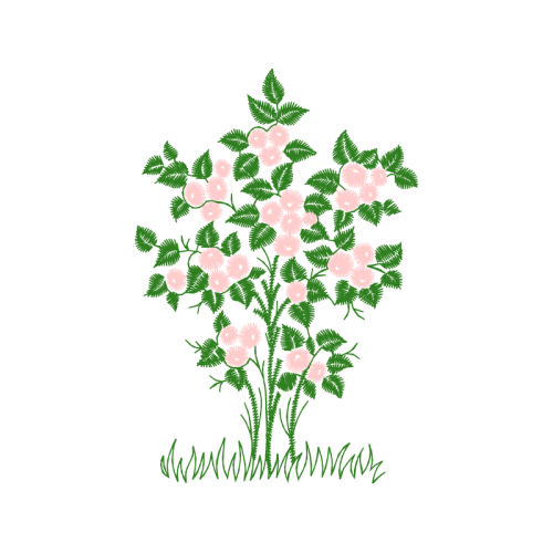 Flower Flowers Flower Flowers