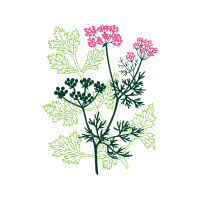 Flower Flowers Flower Flowers