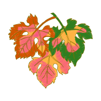 Flower Flowers Flower Flowers