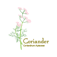 Flower Flowers Flower Flowers