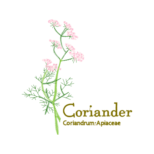 Flower Flowers Flower Flowers