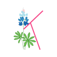 Flower Flowers Flower Flowers