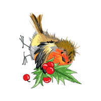 Flower Flowers Flower Flowers