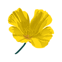 Flower Flowers Flower Flowers