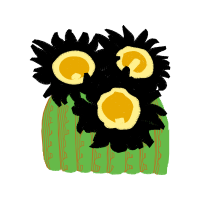 Flower Flowers Flower Flowers