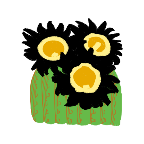 Flower Flowers Flower Flowers