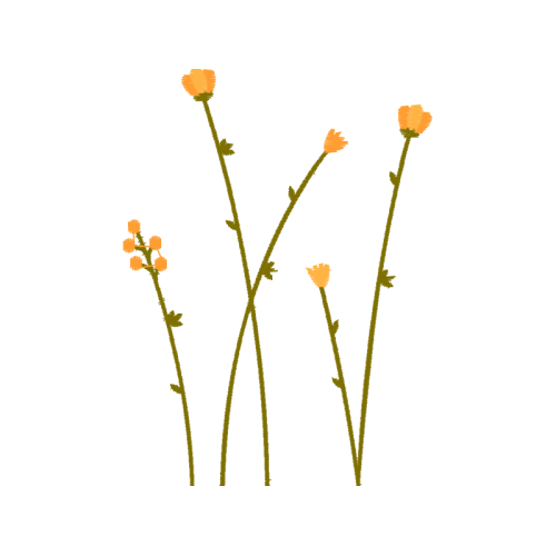 Flower Flowers Flower Flowers