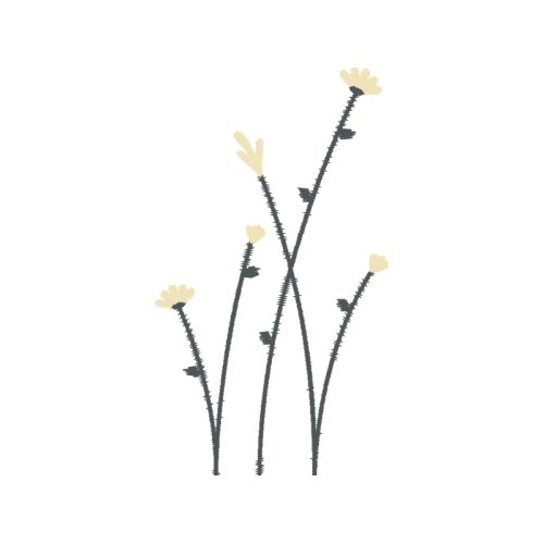 Flower Flowers Flower Flowers