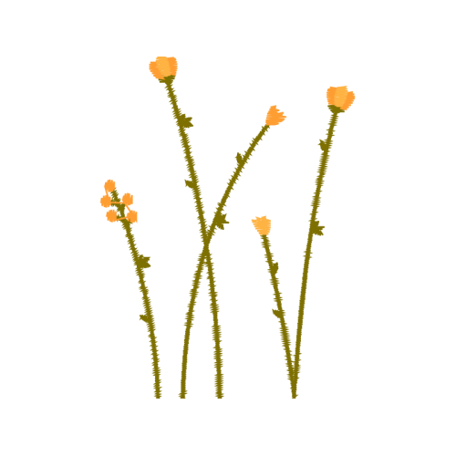 Flower Flowers Flower Flowers