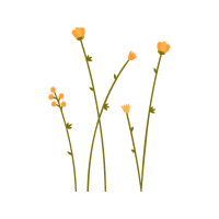 Flower Flowers Flower Flowers