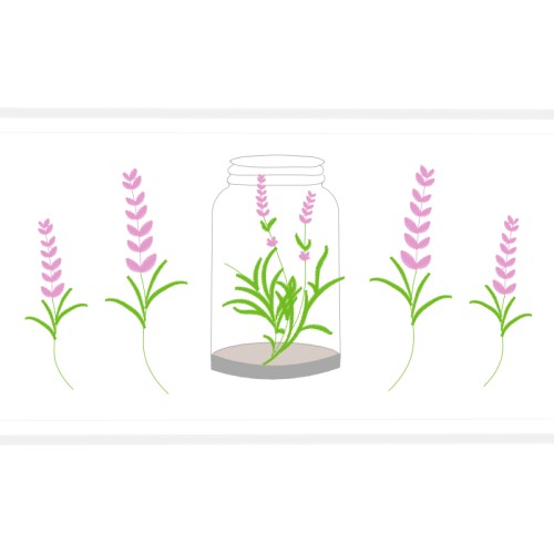 Footage Flowers Footage Flowers