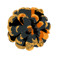 French Marigold Flowers French Marigold Flowers