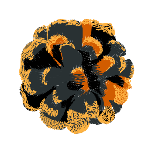 French Marigold Flowers French Marigold Flowers