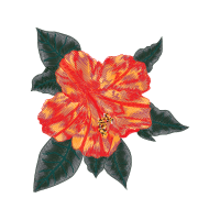 French Marigold Flowers French Marigold Flowers