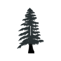 Grand Fir Flowers Grand Fir Flowers