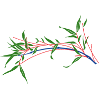 Grass Flowers Grass Flowers