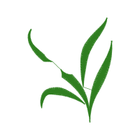 Grass Flowers Grass Flowers