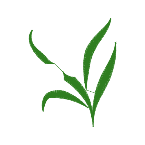 Grass Flowers Grass Flowers