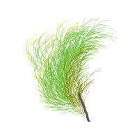 Grasses Flowers Grasses Flowers