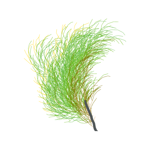 Grasses Flowers Grasses Flowers