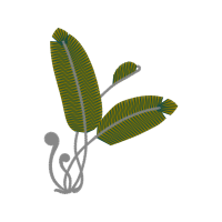 Grey Alder Flowers Grey Alder Flowers