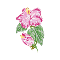 Hibiscus Flowers Hibiscus Flowers
