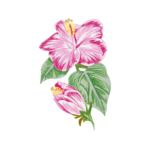 Hibiscus Flowers Hibiscus Flowers