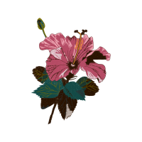 Hibiscus Flowers Hibiscus Flowers